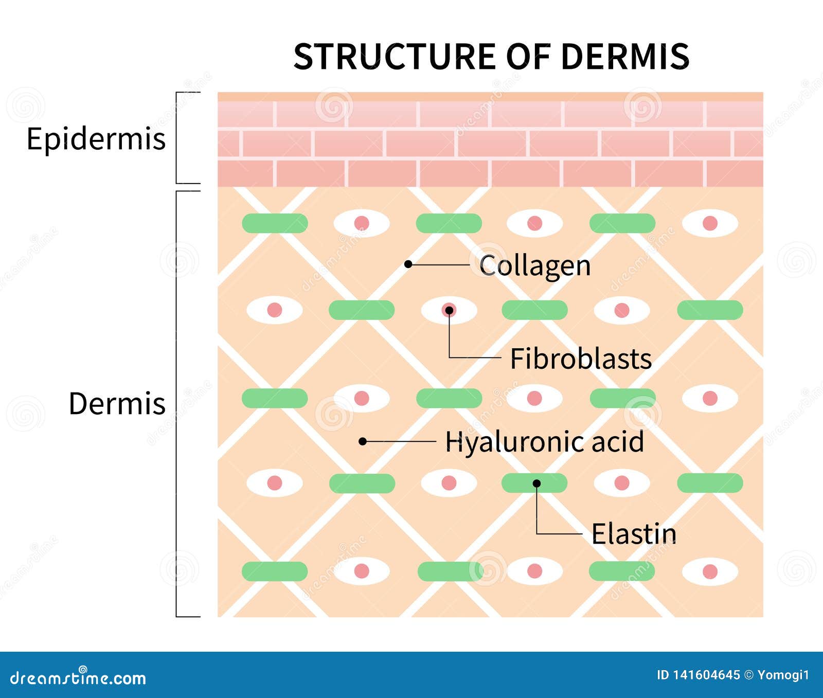 structure cells of dermis   on white background. skin and health care concept